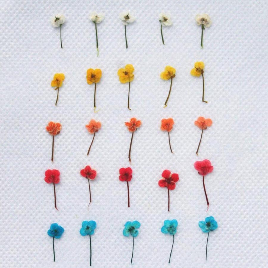 60pcs Mini Pressed Dried Flowe - Resin Art Case 评论和价格