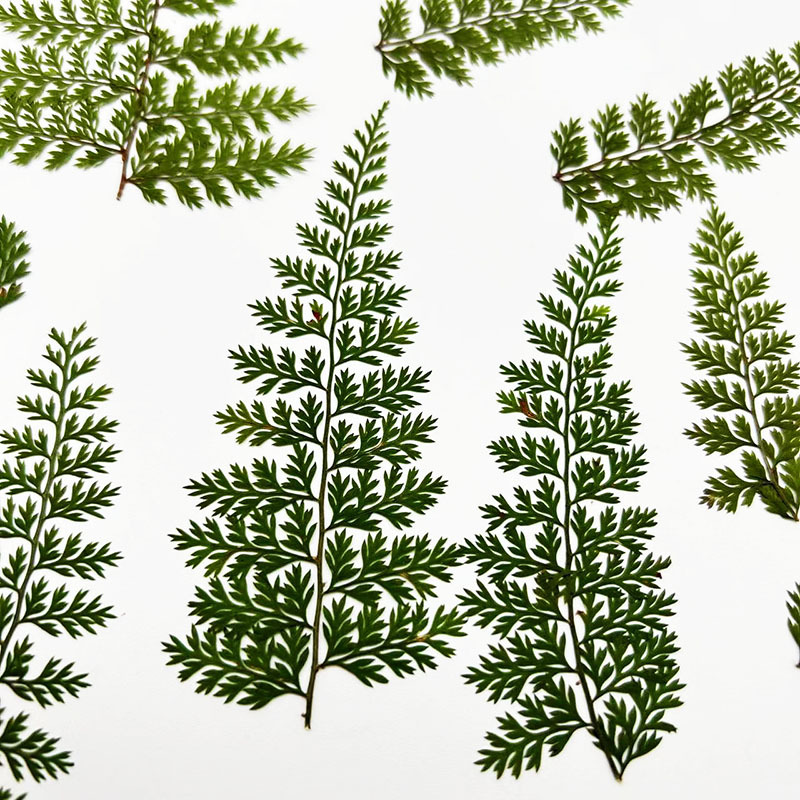 100Pcs Natural Rain Fern Leaf  - Resin Art Baby 评论和价格