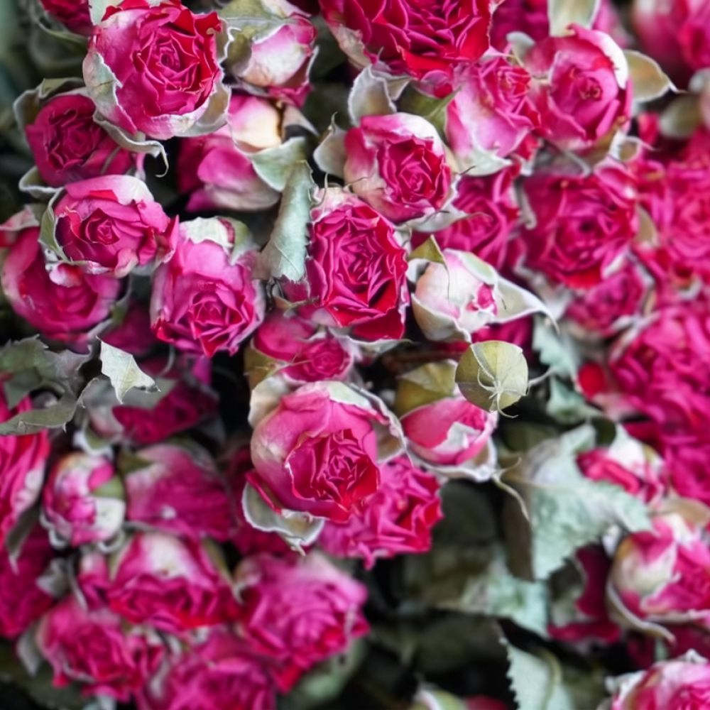 Natural Dried Bubble Rose Flow - Resin Art Rose 评论和价格