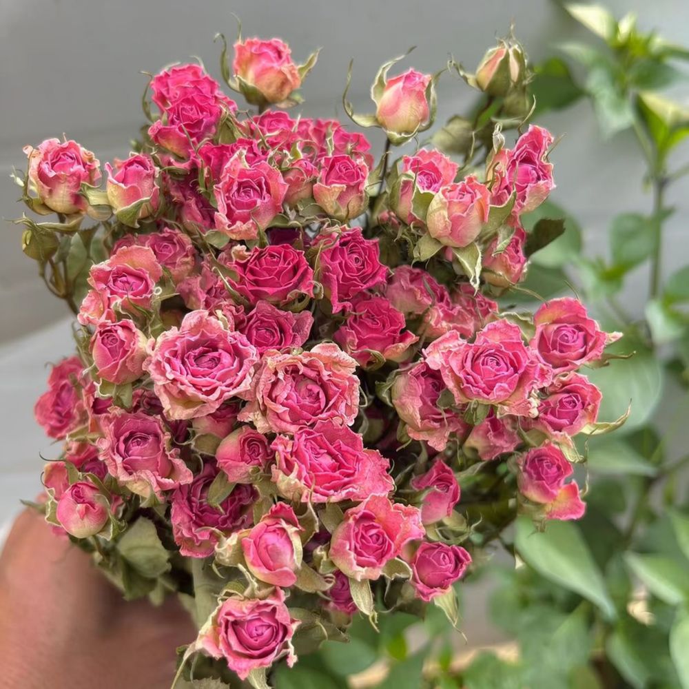 Natural Dried Bubble Rose Flow - Resin Art Rose 评论和价格